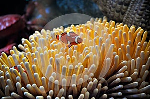 Clown fish