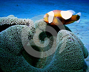 Clown fish photo