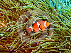 Clown fish 2