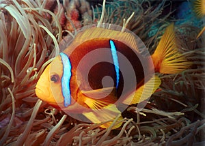 Clown fish