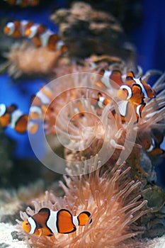 Clown Fish
