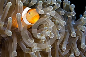 Clown Fish