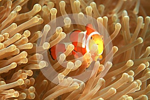 Clown Fish