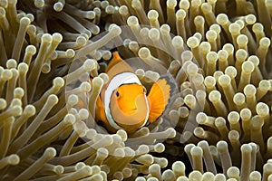 Clown Fish