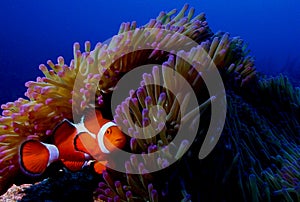 Clown fish photo