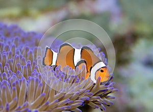 Clown fish photo