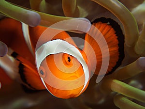 Clown fish