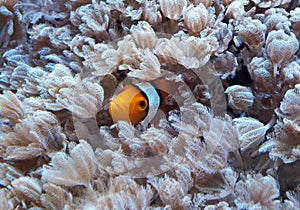 Clown Fish