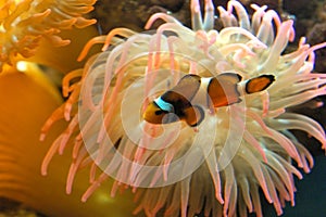 Clown fish