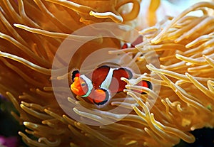 Clown fish