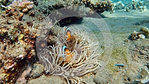 Clown fish amphiprion (Amphiprioninae).