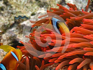 Clown fish amphiprion (Amphiprioninae).