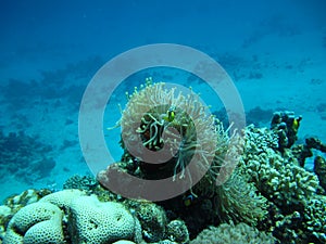 Clown fish amphiprion (Amphiprioninae).