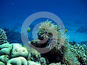 Clown fish amphiprion (Amphiprioninae).