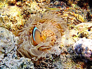 Clown fish amphiprion (Amphiprioninae).