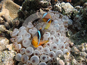 Clown fish amphiprion (Amphiprioninae).