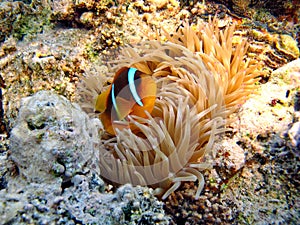 Clown fish amphiprion (Amphiprioninae).