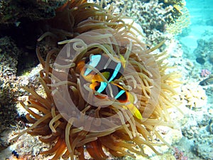 Clown fish amphiprion (Amphiprioninae).