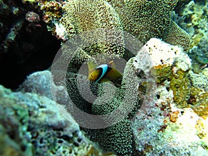 Clown fish amphiprion (Amphiprioninae).