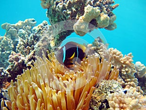 Clown fish amphiprion (Amphiprioninae).