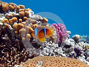 Clown fish amphiprion (Amphiprioninae).