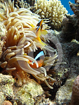 Clown fish amphiprion (Amphiprioninae).