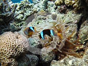 Clown fish amphiprion (Amphiprioninae).