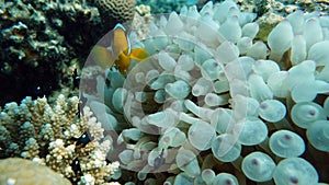 Clown fish amphiprion (Amphiprioninae).