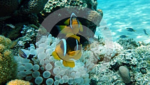 Clown fish amphiprion (Amphiprioninae).