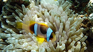 Clown fish amphiprion (Amphiprioninae).