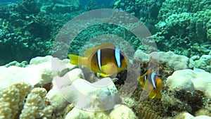 Clown fish amphiprion (Amphiprioninae).