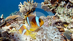 Clown fish amphiprion (Amphiprioninae).