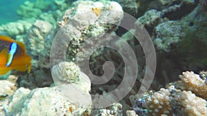 Clown fish amphiprion (Amphiprioninae).