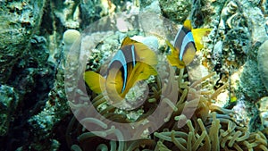 Clown fish amphiprion (Amphiprioninae). Red sea clown fish. Nemo .