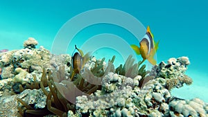 Clown fish amphiprion (Amphiprioninae). Red sea clown fish. Nemo .