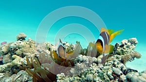 Clown fish amphiprion (Amphiprioninae). Red sea clown fish. Nemo .