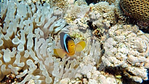 Clown fish amphiprion (Amphiprioninae). Red sea clown fish. Nemo .