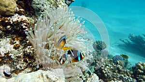 Clown fish amphiprion (Amphiprioninae). Red sea clown fish. Nemo .