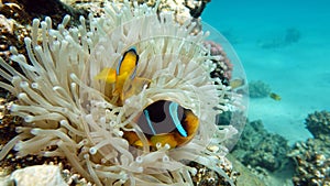 Clown fish amphiprion (Amphiprioninae). Red sea clown fish. Nemo .