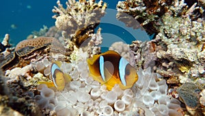 Clown fish amphiprion (Amphiprioninae). Red sea clown fish. Nemo .