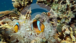 Clown fish amphiprion (Amphiprioninae). Red sea clown fish. Nemo .