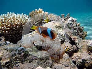 Clown fish amphiprion (Amphiprioninae). Red sea clown fish. Nemo .