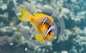 Clown fish - Amphiprion bicinctus - Two-banded anemonefish. Red Sea