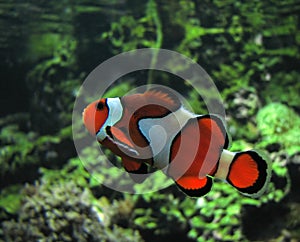 Clown Fish (Amphiprion Ocellaris) photo