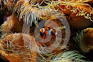 Clown Fish Amphiprion ocellaris and sea anemones as background, also known as the Ocellaris Clownfish , False Percula Clownfish