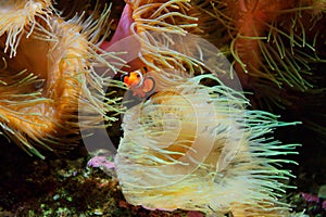 Clown Fish Amphiprion ocellaris and sea anemones as background, also known as the Ocellaris Clownfish , False Percula Clownfish