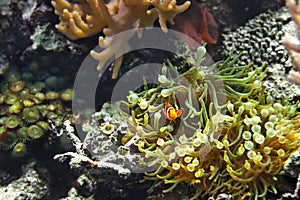 Clown Fish Amphiprion ocellaris and sea anemones as background, also known as the Ocellaris Clownfish, False Percula Clownfish o