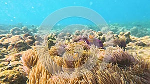 Clown fish Amphiprion ocellaris swim family group in polyps poisonous dangerous anemones in symbiotic neighborhood