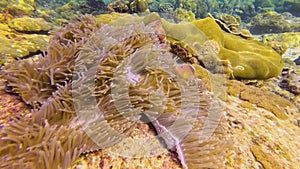 Clown fish Amphiprion ocellaris swim family group in polyps poisonous dangerous anemones in symbiotic neighborhood