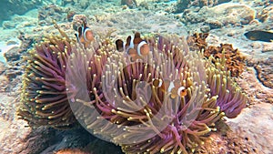 Clown fish Amphiprion ocellaris swim family group in polyps poisonous dangerous anemones in symbiotic neighborhood